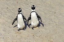 Black-footed Penguin (Spheniscus demersus) pair, Boulders Beach, Simonstown, South Africa