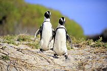 Black-footed Penguin (Spheniscus demersus) pair on beach, Boulders Beach, Simon's Town, South Africa