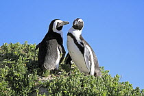 Black-footed Penguin (Spheniscus demersus) pair courting, Boulders Beach, Simon's Town, South Africa