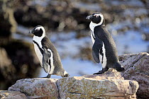 Black-footed Penguin (Spheniscus demersus) pair, Betty's Bay, Stony Point Nature Reserve, South Africa