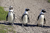 Black-footed Penguin (Spheniscus demersus) trio, Betty's Bay, Stony Point Nature Reserve, South Africa