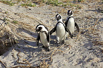 Black-footed Penguin (Spheniscus demersus) trio, Betty's Bay, Stony Point Nature Reserve, South Africa