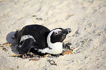 Black-footed Penguin (Spheniscus demersus) on nest, Boulders Beach, Simon's Town, South Africa