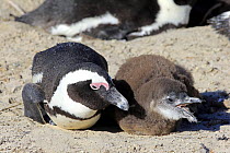 Black-footed Penguin (Spheniscus demersus) parent with calling chick on nest, Boulders Beach, Simon's Town, South Africa
