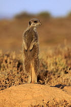 Meerkat (Suricata suricatta) on guard, Oudtshoorn, South Africa