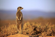 Meerkat (Suricata suricatta) on guard, Oudtshoorn, South Africa