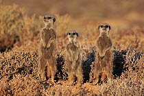 Meerkat (Suricata suricatta) trio on guard, Oudtshoorn, South Africa