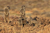 Meerkat (Suricata suricatta) group basking and fighting, Oudtshoorn, South Africa