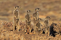 Meerkat (Suricata suricatta) group on guard, Oudtshoorn, South Africa