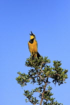 Yellow-throated Longclaw (Macronyx croceus) calling, Addo National Park, South Africa