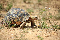 Leopard Tortoise (Geochelone pardalis), Addo National Park, South Africa