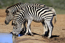 Burchell's Zebra (Equus burchellii) group drinking at waterhole, Addo National Park, South Africa