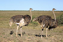 Ostrich (Struthio camelus) females, Addo National Park, South Africa