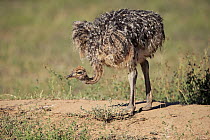 Ostrich (Struthio camelus) chick, Oudtshoorn, South Africa