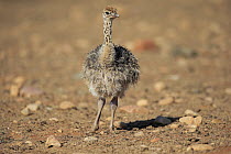Ostrich (Struthio camelus) chick, Oudtshoorn, South Africa