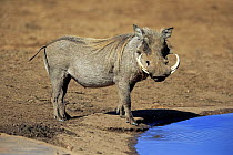 Cape Warthog (Phacochoerus aethiopicus) male at waterhole, Addo National Park, South Africa
