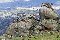 Griffon Vulture (Gyps fulvus) group gathering at feeding station, Castile-La Mancha, Spain