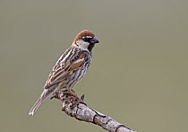 Spanish Sparrow (Passer hispaniolensis), Castile-La Mancha, Spain
