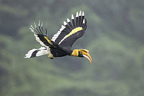 Great Hornbill (Buceros bicornis) female flying, West Bengal, India