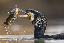 Great Cormorant (Phalacrocorax carbo) eating prey, Hungary