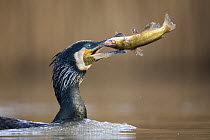 Great Cormorant (Phalacrocorax carbo) swallowing fish prey, Hungary