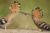 Eurasian Hoopoe (Upupa epops) male feeding female in courtship ritual, Saxony-Anhalt, Germany