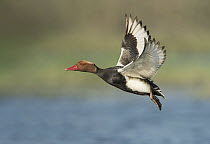 Red-crested Pochard (Netta rufina) male flying, West Bengal, India