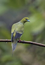 Pin-tailed Green-Pigeon (Treron apicauda), West Bengal, India