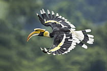 Great Hornbill (Buceros bicornis) male flying, West Bengal, India