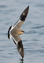 Small Pratincole (Glareola lactea) flying over water, West Bengal, India