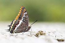 Two-tailed Pasha (Charaxes jasius) butterfly, Bosnia and Herzegovina