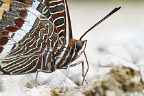 Two-tailed Pasha (Charaxes jasius) butterfly, Bosnia and Herzegovina