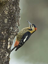 Darjeeling Woodpecker (Dendrocopos darjellensis) male, Bhutan