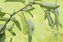 Death's Head Hawk Moth (Acherontia atropos) caterpillar camouflaged in leaves, Baden-Wurttemberg, Germany