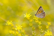 Small Copper (Lycaena phlaeas) butterfly on flower, Baden-Wurttemberg, Germany
