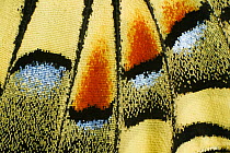 Oldworld Swallowtail (Papilio machaon) wing, Baden-Wurttemberg, Germany