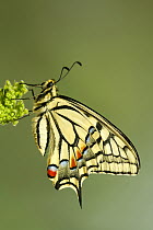 Oldworld Swallowtail (Papilio machaon) butterfly, Baden-Wurttemberg, Germany