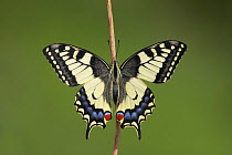 Oldworld Swallowtail (Papilio machaon) butterfly, Baden-Wurttemberg, Germany