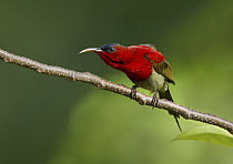Crimson-backed Sunbird (Nectarinia minima) male, West Bengal, India