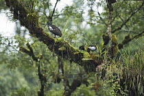 Wattled Ibis (Bostrychia carunculata) pair in tree, Sheka Forest Biosphere Reserve, Ethiopia