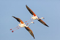 European Flamingo (Phoenicopterus roseus) pair flying, Camargue, France