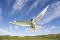 Arctic Tern (Sterna paradisaea) approaching in densive posture, Iceland
