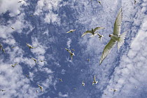 Arctic Tern (Sterna paradisaea) group flying, Iceland