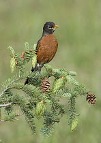 American Robin (Turdus migratorius) calling, British Columbia, Canada