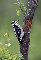 Hairy Woodpecker (Picoides villosus) female, British Columbia, Canada