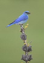 Mountain Bluebird (Sialia currucoides) male with insect prey, British Columbia, Canada