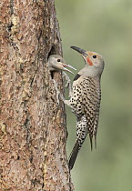 Northern Flicker (Colaptes auratus) male with chick at nest cavity, British Columbia, Canada