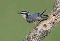 Red-breasted Nuthatch (Sitta canadensis), British Columbia, Canada