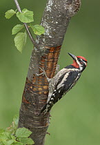 Red-naped Sapsucker (Sphyrapicus nuchalis)woodpecker male, British Columbia, Canada