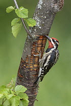 Red-naped Sapsucker (Sphyrapicus nuchalis)woodpecker male foraging for insects, British Columbia, Canada